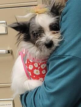Rescue Chinese Crested Dog and Shih Tzu Dogs for Adoption in Winston-salem, North Carolina - Dottie Grace | PetCurious