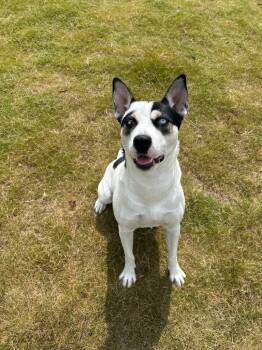 Rescue Labrador Retriever and Catahoula Leopard Dog Dogs for Adoption in Chattanooga, Tennessee - Malibu | PetCurious