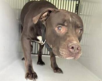 Pit Bull Terrier and Mixed Breed Dogs Available for Adoption in Houston, Texas - A655815 | PetCurious