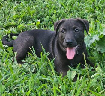Fred -  Labrador Retriever and Terrier Dog for Adoption in Columbia, Illinois - Fred | PetCurious