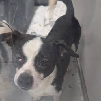 Chihuahua Dogs Available for Adoption - Romeo | PetCurious