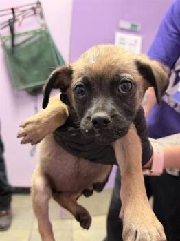 61246399 -  Mixed Breed Dog for Adoption in El Paso, Texas - 61246399 | PetCurious