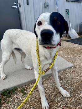 Rescue Pointer and Mixed Breed Dogs for Adoption in Gillette, Wyoming - North | PetCurious