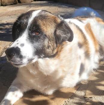 Cindy Lou -  Great Pyrenees and Australian Shepherd Dog for Adoption in Chatham, New Jersey - Cindy Lou | PetCurious