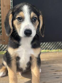 Mixed Breed Dogs Available for Adoption in Kenosha, Wisconsin - Spud | PetCurious