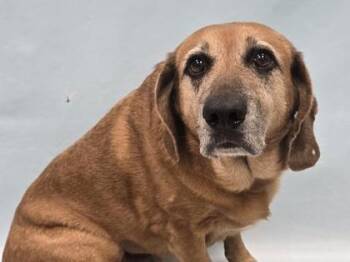 Lucy -  Hound and Mixed Breed Dog for Adoption in Minneapolis, Minnesota - Lucy | PetCurious