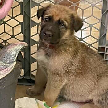 German Shepherd Dog Dogs Available for Adoption - Atlas | PetCurious