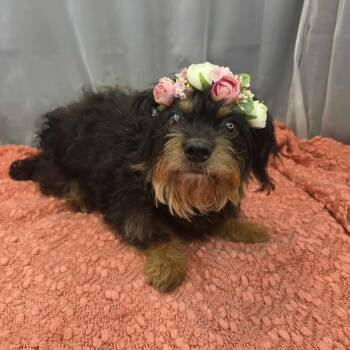 Yorkshire Terrier Dogs Available for Adoption in Foley, Alabama - Morticia | PetCurious