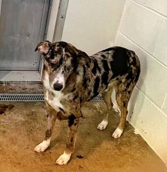 Rescue Catahoula Leopard Dog Dogs for Adoption in New Windsor, New York - Chubacca | PetCurious