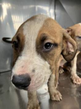 TOM -  Mixed Breed Dog for Adoption in Dallas, Texas - TOM | PetCurious