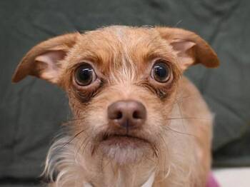 Chihuahua and Wirehaired Terrier Dogs Available for Adoption - Spotlight | PetCurious