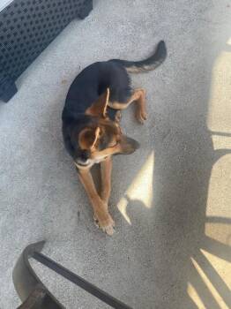 Dahlia -  German Shepherd Dog Dog for Adoption in Seattle, Washington - Dahlia | PetCurious