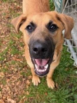 Shepherd Dogs Available for Adoption in Reedsport, Oregon - Bungee | PetCurious