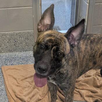 Teal -  Shepherd and Mixed Breed Dog for Adoption in Charlottesville, Virginia - Teal | PetCurious