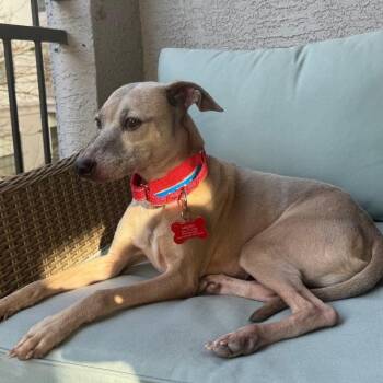 Whippet Dogs Available for Adoption - Knox  | PetCurious
