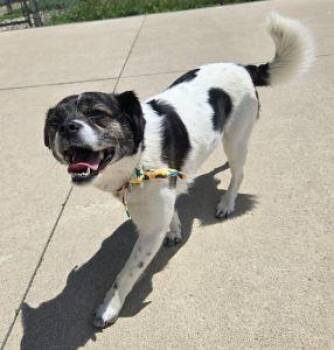 Daisy -  Pug and Australian Shepherd Dog for Adoption in Bucyrus, Ohio - Daisy | PetCurious