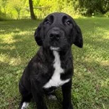 Sushi Paws -  Shepherd Dog for Adoption in Chattanooga, Tennessee - Sushi Paws | PetCurious