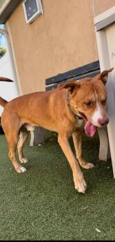 Rescue Labrador Retriever and Mastiff Dogs for Adoption in Binghamton, New York - Bing | PetCurious