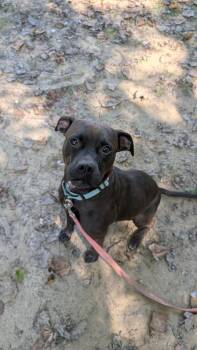 Rescue Pit Bull Terrier Dogs for Adoption in Reisterstown, Maryland - Henna | PetCurious