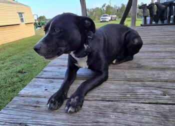 Axl -  Mixed Breed Dog for Adoption in Polk City, Florida - Axl | PetCurious