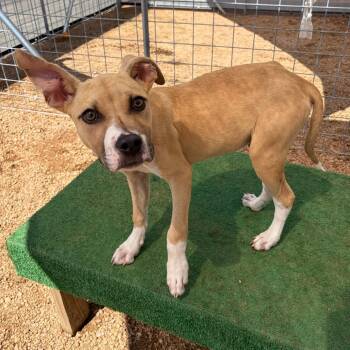 Trevor KCAC #486.26 -  American Staffordshire Terrier and Mixed Breed Dog for Adoption in Kerrville, Texas - Trevor KCAC #486.26 | PetCurious