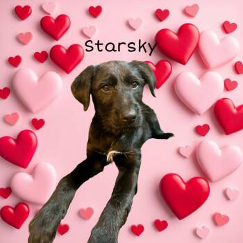 Giant Schnauzer Dogs Available for Adoption - Starsky | PetCurious