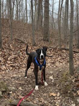 Pit Bull Terrier Dogs Available for Adoption - EDGE | PetCurious