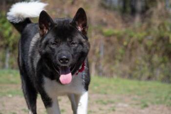 Moose fka Kuma -  Akita and Mixed Breed Dog for Adoption in West Chester, Pennsylvania - Moose Fka Kuma | PetCurious