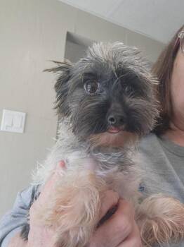 Yorkshire Terrier Dogs Available for Adoption in Walnutport, Pennsylvania - Granger | PetCurious