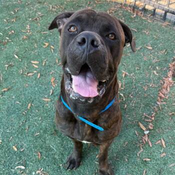 Goose -  Mixed Breed Dog for Adoption in Bartlett, Tennessee - Goose | PetCurious