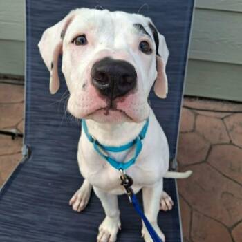 PIP -  Mixed Breed Dog for Adoption in Loveland, Colorado - PIP | PetCurious