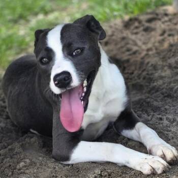 Ross -  Pit Bull Terrier Dog for Adoption in Columbia, South Carolina - Ross | PetCurious