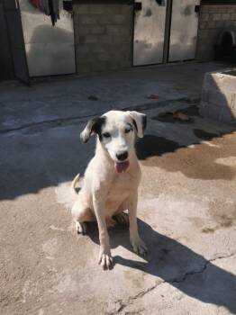 Mixed Breed Dogs Available for Adoption - Patch | PetCurious