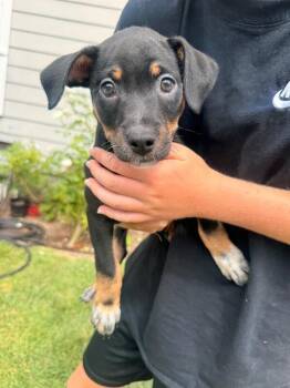 Leia -  Shepherd and Mixed Breed Dog for Adoption in Los Angeles, California - Leia | PetCurious