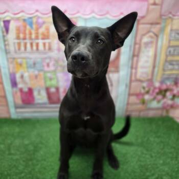 Nyx -  Shepherd and Mixed Breed Dog for Adoption in Statesboro, Georgia - Nyx | PetCurious