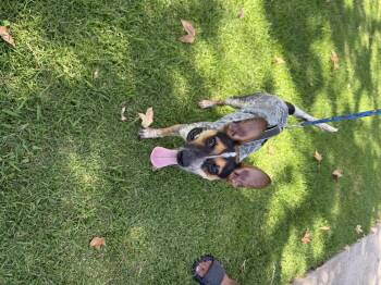 Jax -  Lancashire Heeler Dog for Adoption in Chula Vista, California - Jax | PetCurious