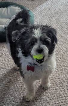 Shih Tzu Dogs Available for Adoption in Whitewater, Wisconsin - Lambeau | PetCurious
