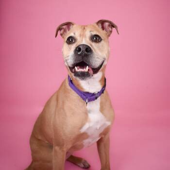 Rosie -  Boxer and Mixed Breed Dog for Adoption in West Palm Beach, Florida - Rosie | PetCurious