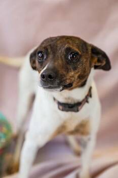 Reba -  Feist Dog for Adoption in Dothan, Alabama - Reba | PetCurious