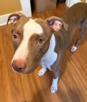 Kiara (Kiki) -  Pit Bull Terrier Dog for Adoption in Lakeside, California - Kiara (Kiki) | PetCurious