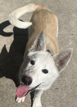 Rescue German Shepherd Dog and Golden Retriever Dogs for Adoption in Dallas, Texas - Dusty | PetCurious