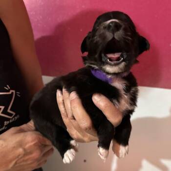 RHIANNON (5) -  Border Collie Dog for Adoption in Richmond, California - RHIANNON (5) | PetCurious