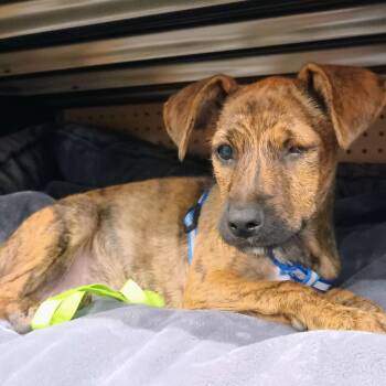 Rescue Border Terrier Dogs for Adoption in Santa Ana, California - Barbie | PetCurious