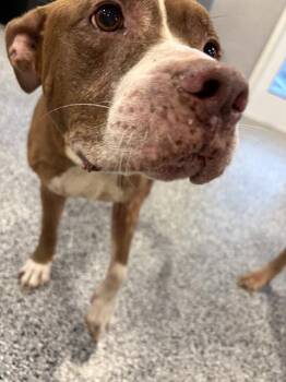 Rescue Mixed Breed Dogs for Adoption in Palmetto, Florida - APOLLO | PetCurious