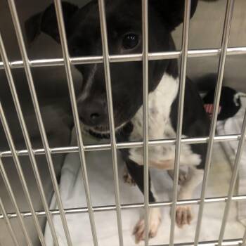Dippin dots -  Mixed Breed Dog for Adoption in Parma, Ohio - Dippin Dots | PetCurious