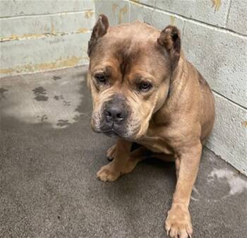 Bullmastiff and Mixed Breed Dogs Available for Adoption - DUKE | PetCurious