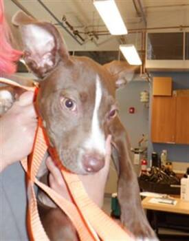 RAYLA -  Pit Bull Terrier Dog for Adoption in San Jose, California - RAYLA | PetCurious