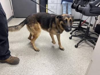 A256471 -  German Shepherd Dog and Mixed Breed Dog for Adoption in Visalia, California - A256471 | PetCurious