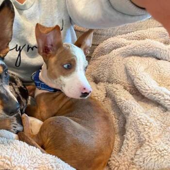 Sig -  Dachshund Dog for Adoption in Grand Island, Nebraska - Sig | PetCurious