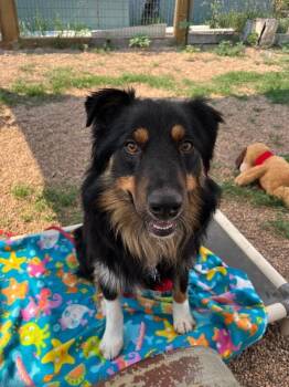 Iver -  Australian Shepherd and Mixed Breed Dog for Adoption in Fort Collins, Colorado - Iver | PetCurious